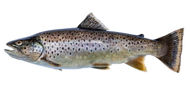 Brown Trout - Salmo trutta