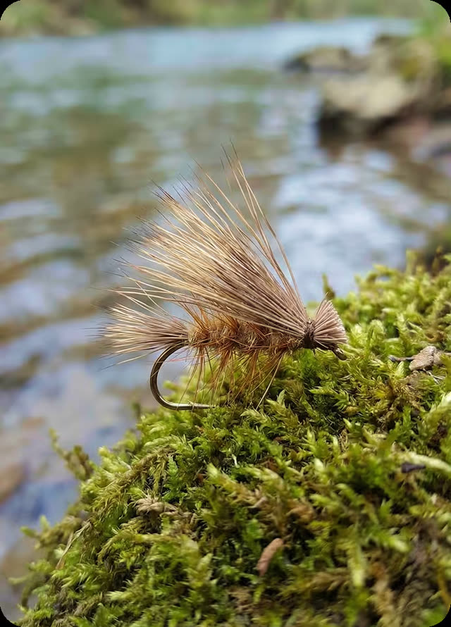 Elk Hair Caddis fly