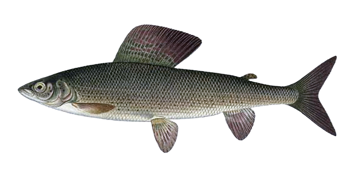 European Grayling - Thymallus thymallus