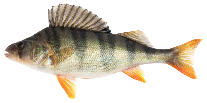 Perch - Perca fluviatilis