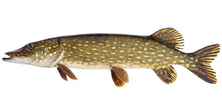 Northern Pike - Esox lucius