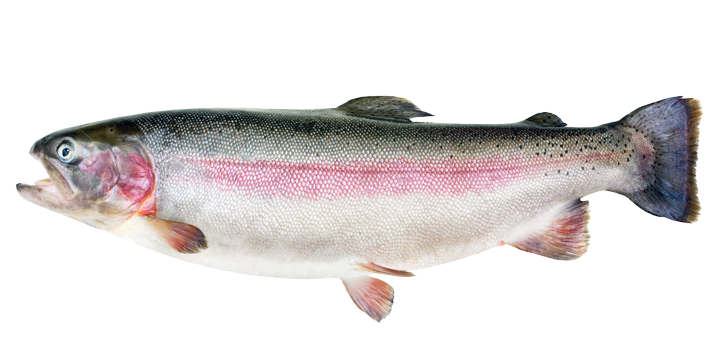 Rainbow Trout - Oncorhynchus mykiss