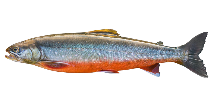 Arctic Char - Salvelinus alpinus