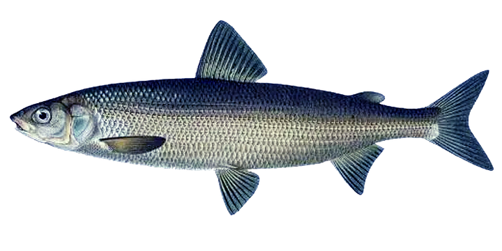 Whitefish - Coregonus lavaretus