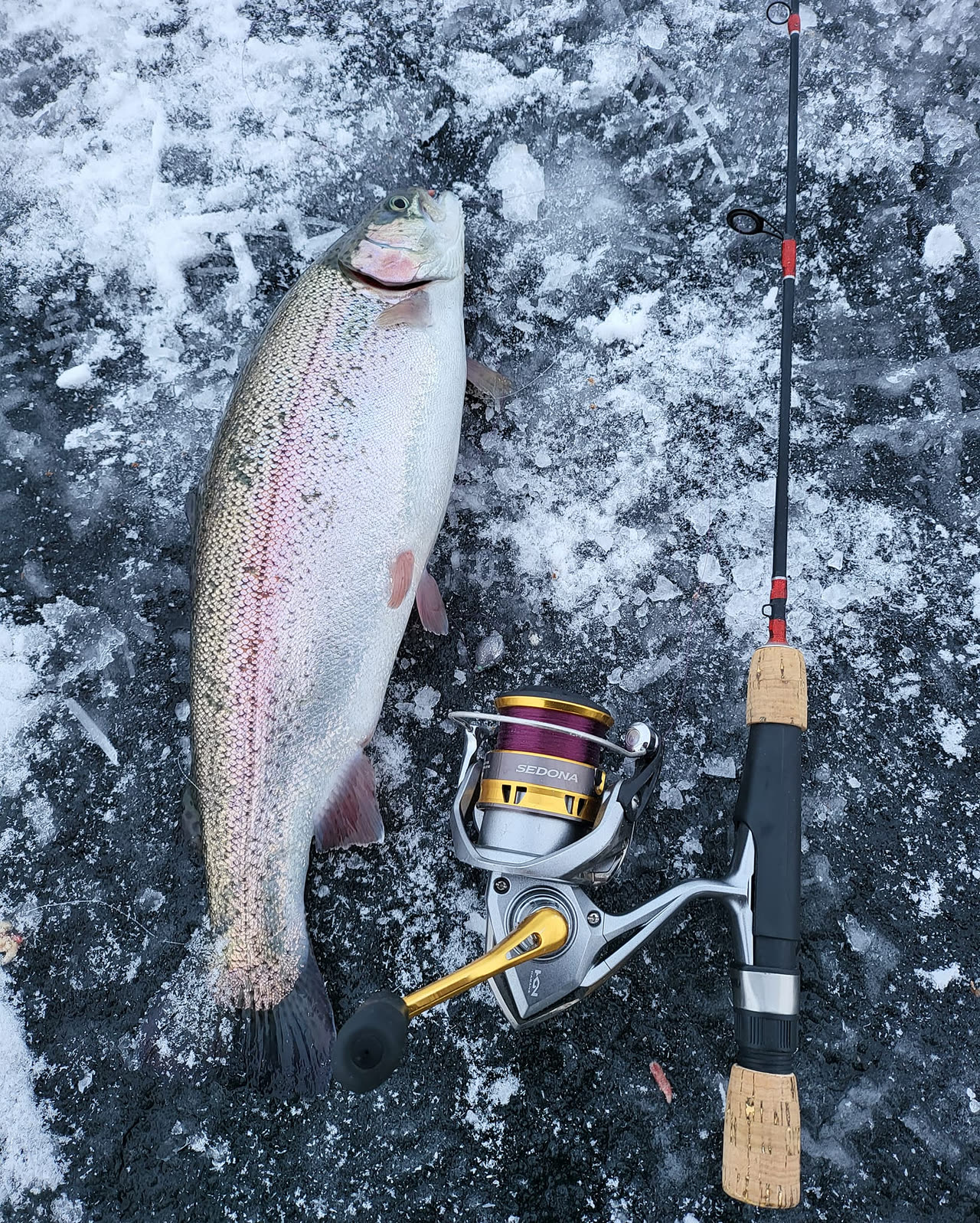 Rainbow trout on the ice Swedish Lapland