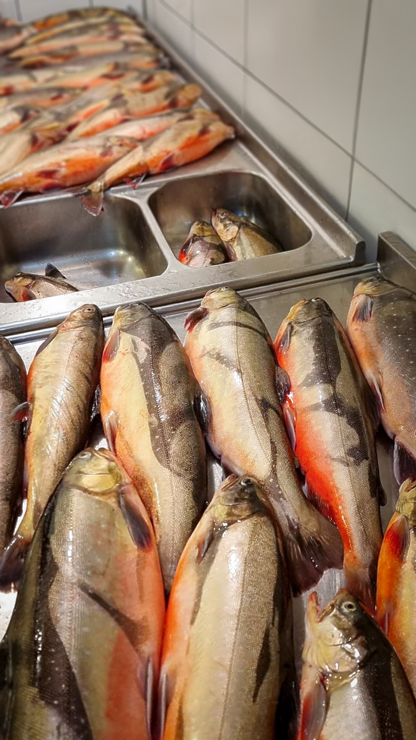 Fish cleaning room